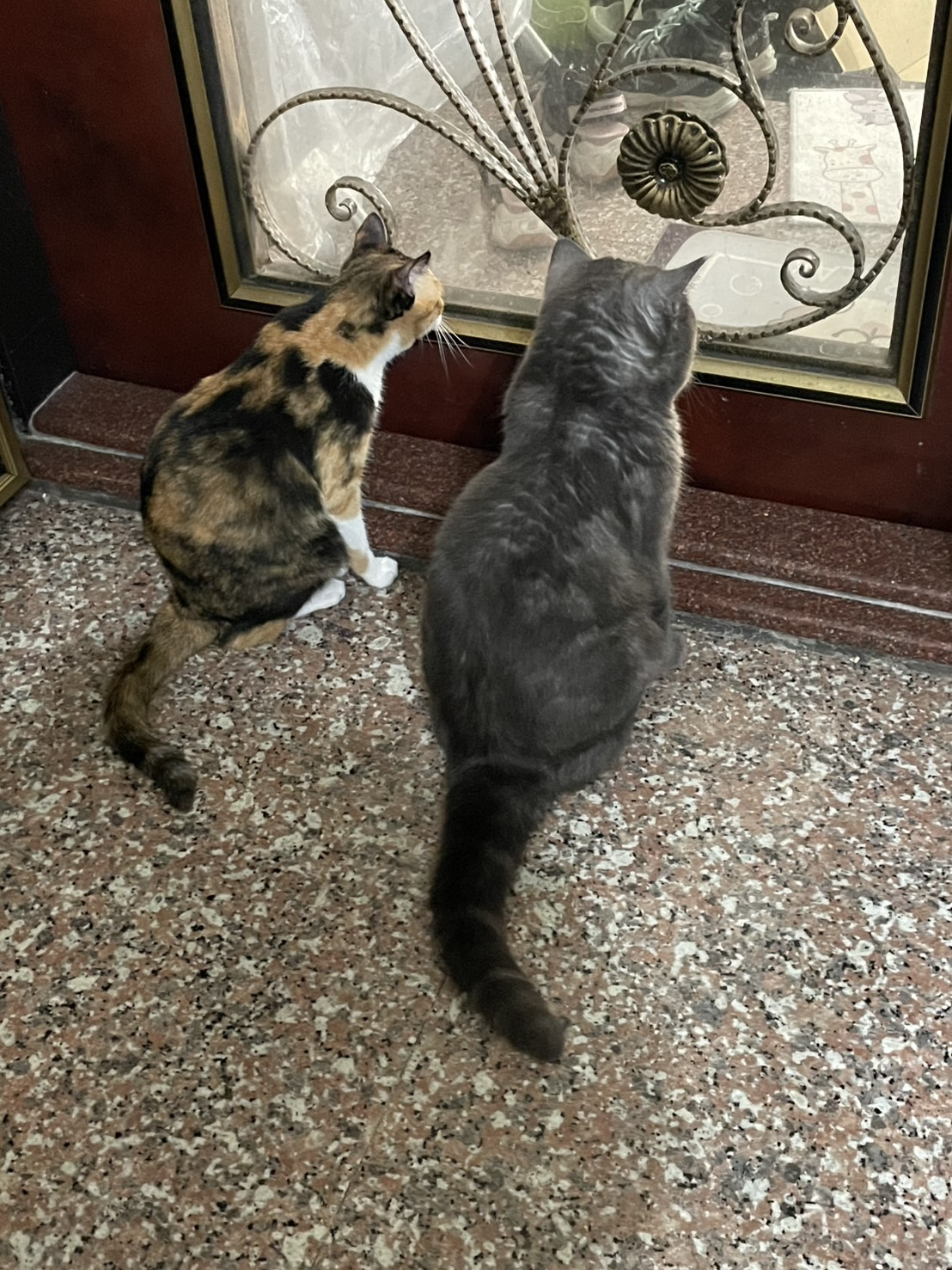 NuNu and DuDu